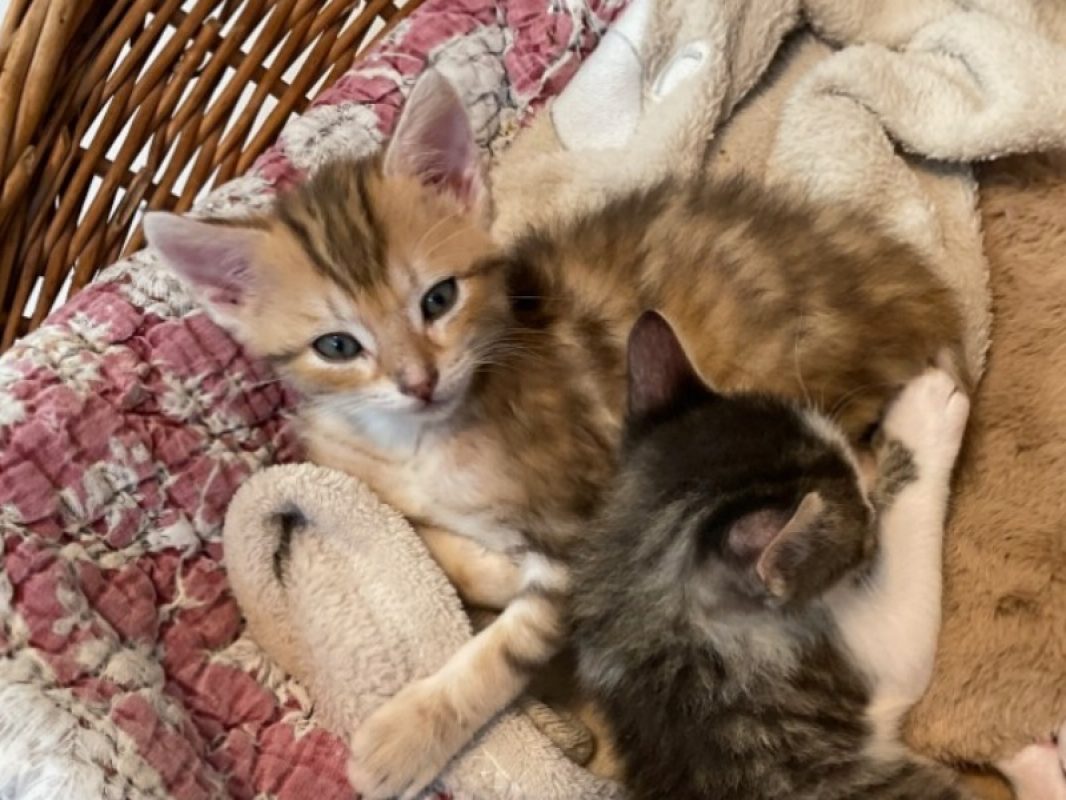 Basilic - Chat Européen à adopter