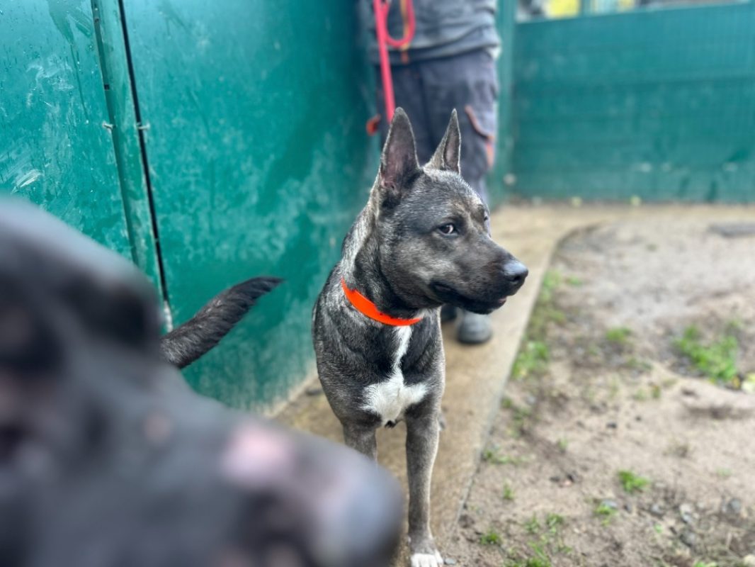 Crystale - Chien à adopter - photo 2