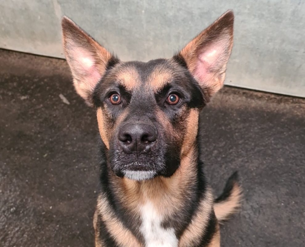 Chonchon - Chien Berger Allemand à adopter
