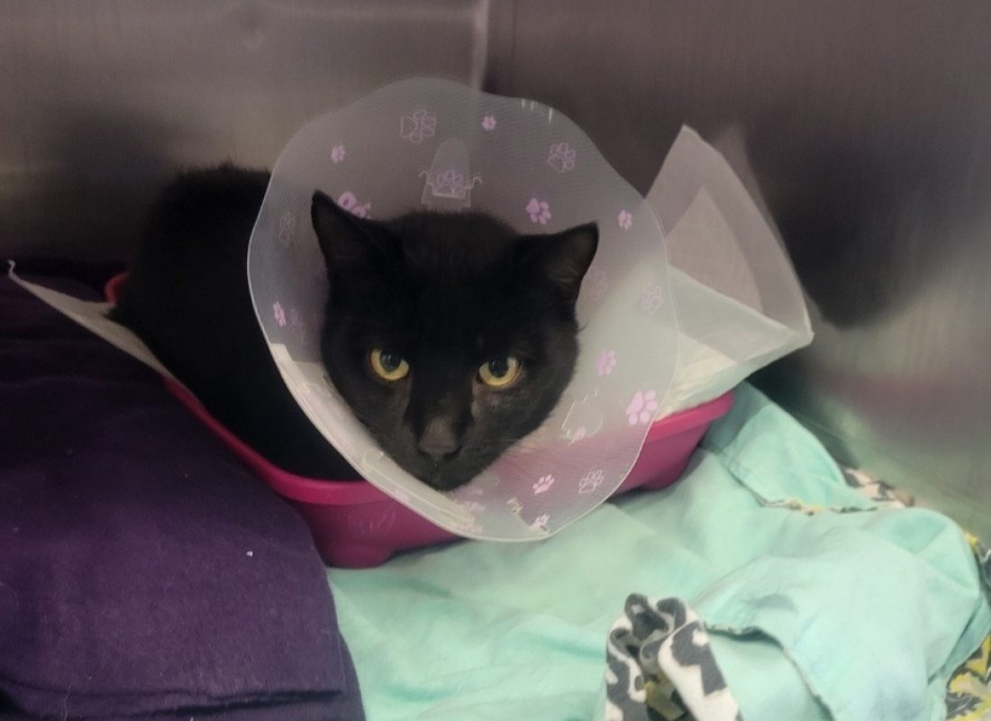 Germain - Chat Européen à adopter