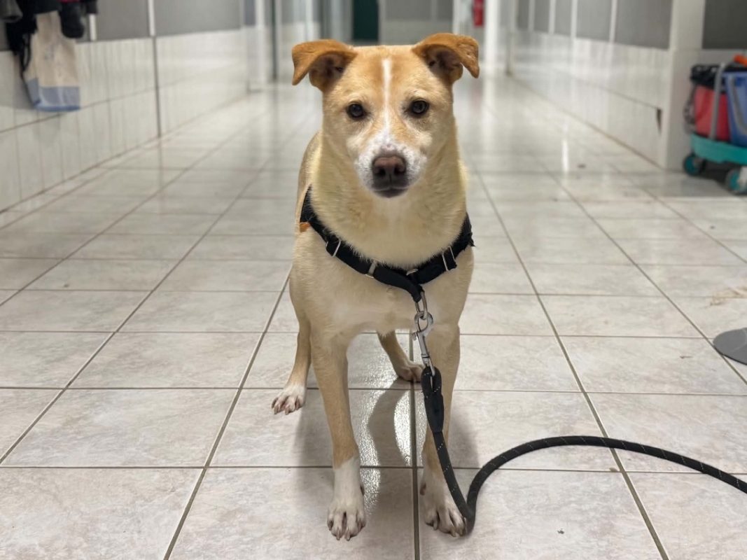 Timeo - Chien à adopter