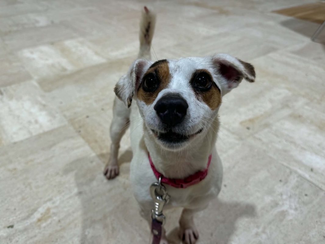 Nina - Chien à adopter