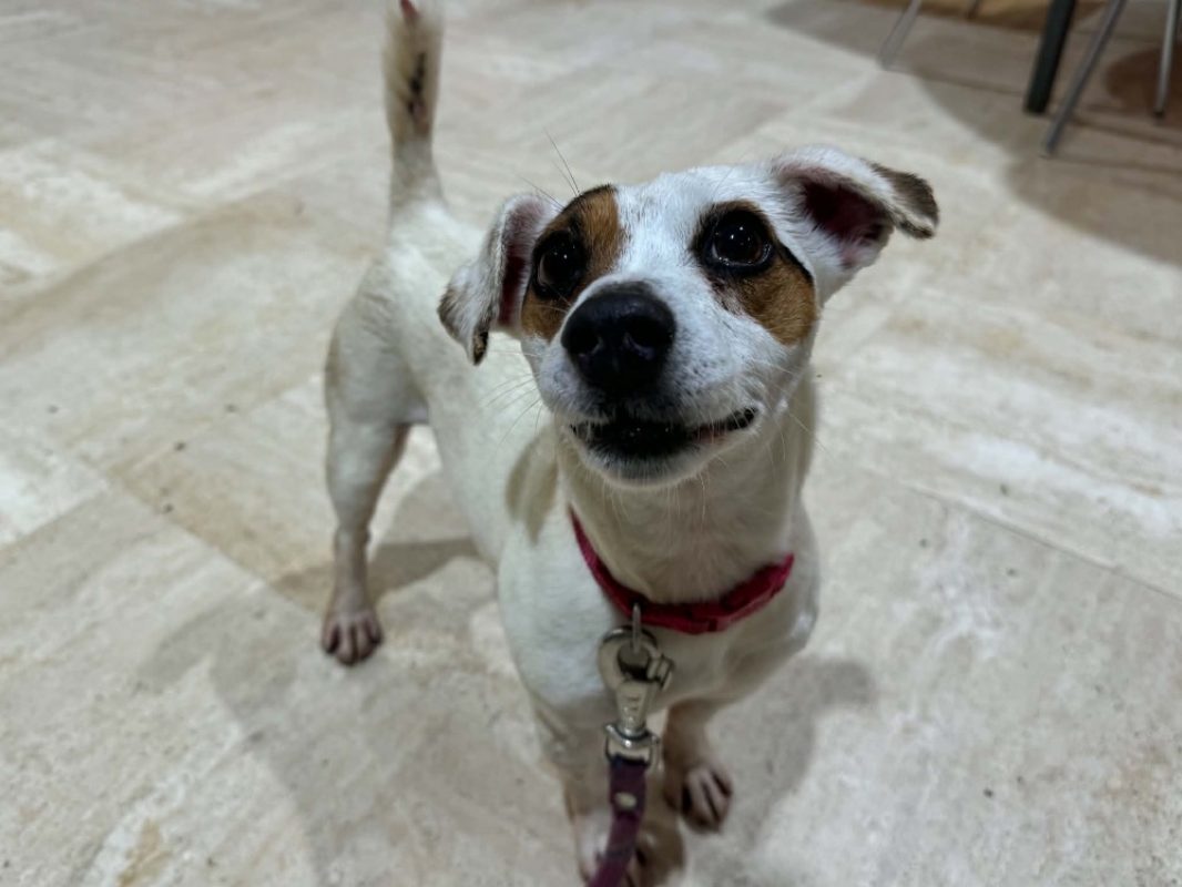 Nina - Chien à adopter - photo 2