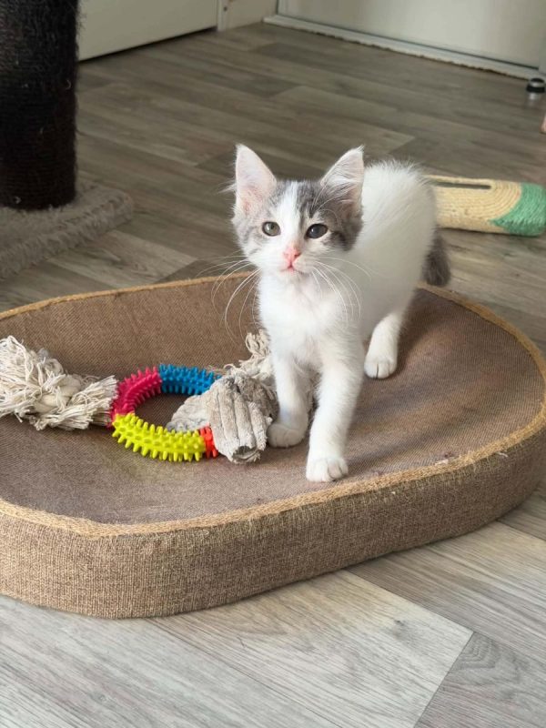 Bigoudie - Chat Européen à adopter