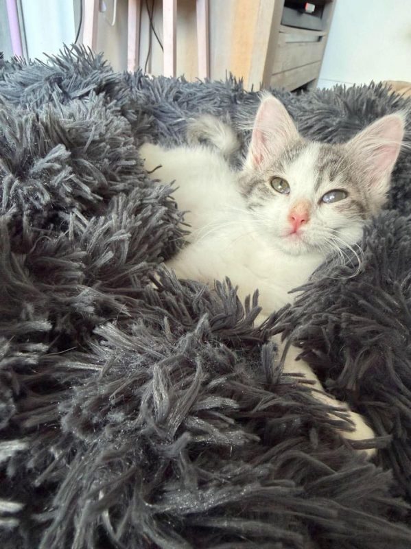 Bigoudie - Chat Européen à adopter - photo 4