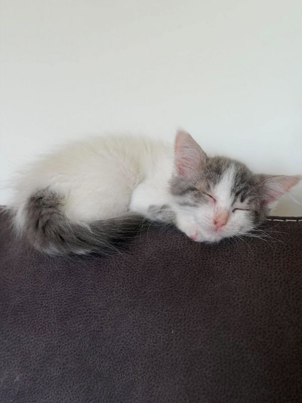 Bigoudie - Chat Européen à adopter - photo 3