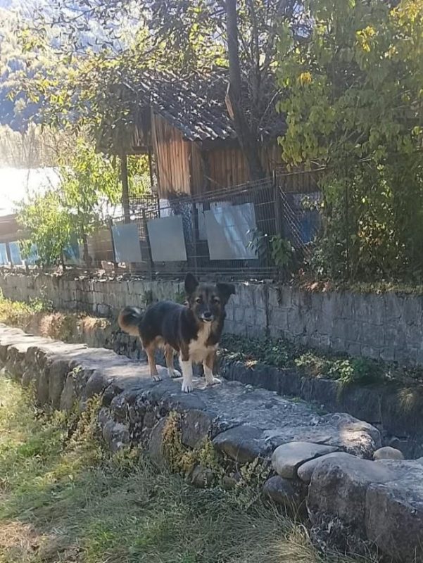 Melly - Chien à adopter - photo 5