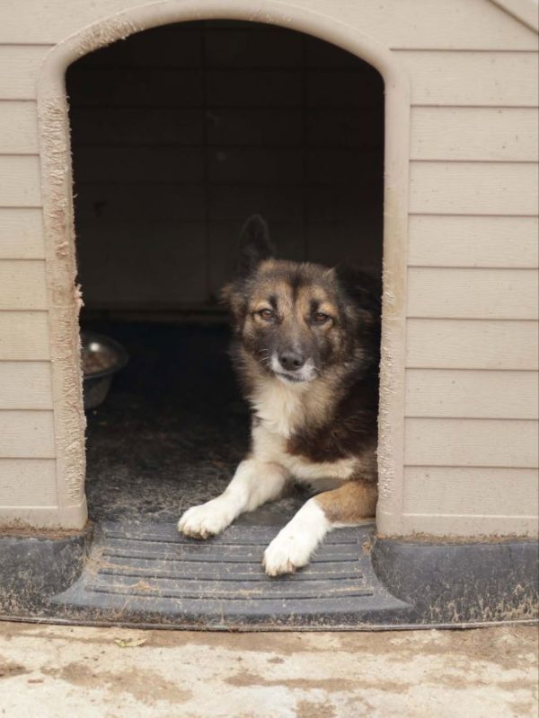 Melly - Chien à adopter