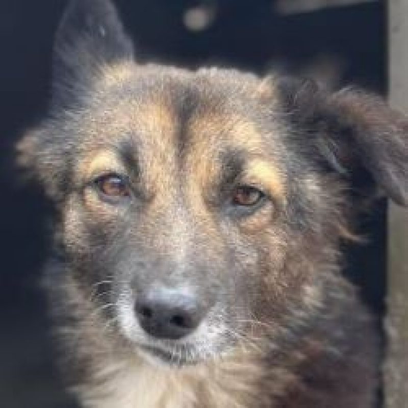 Melly - Chien à adopter - photo 2