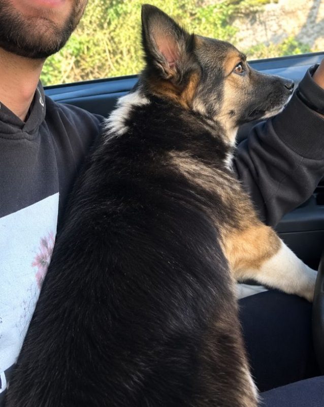 Melly - Chien à adopter - photo 3