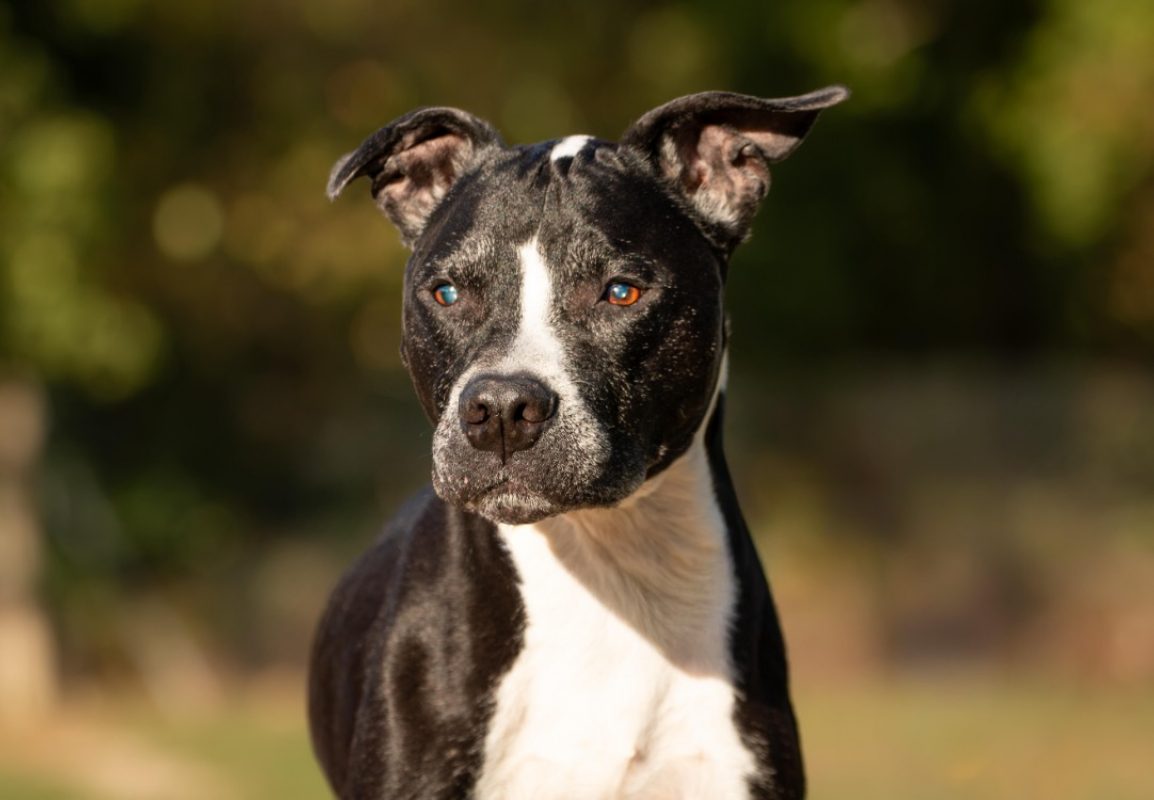 Pachou - Chien à adopter