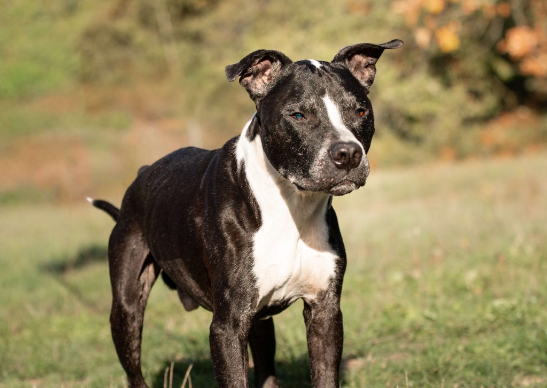 Pachou - Chien à adopter - photo 2
