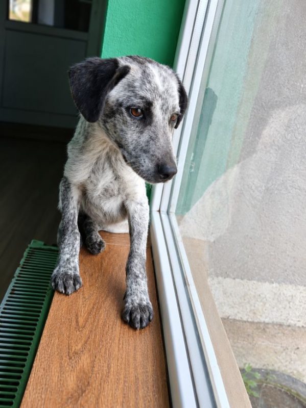 Erell - Chien à adopter - photo 3