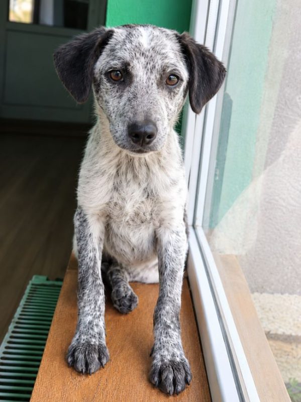 Erell - Chien à adopter