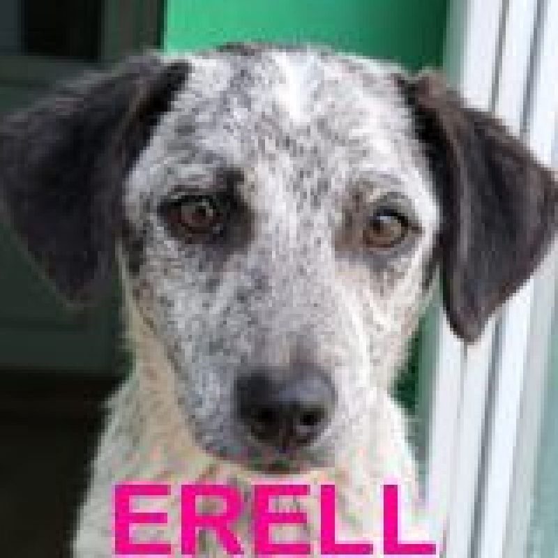 Erell - Chien à adopter - photo 2