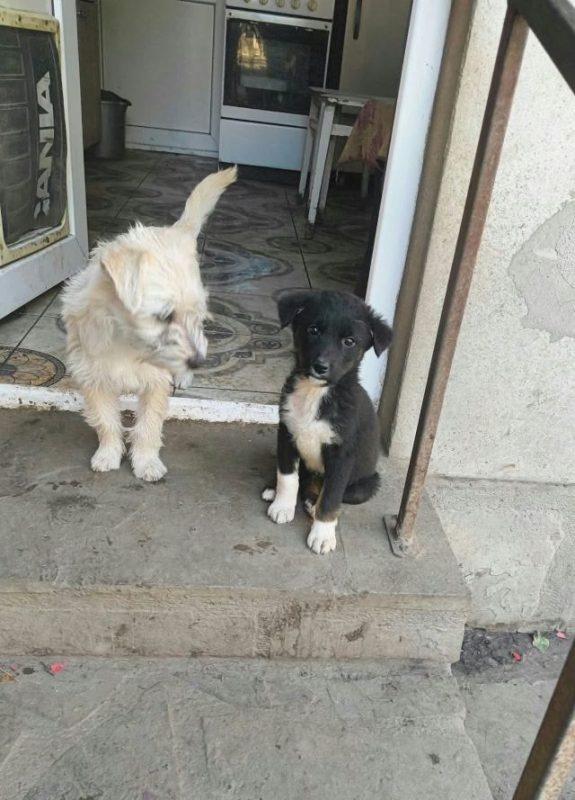 Mirza - Chien à adopter - photo 5