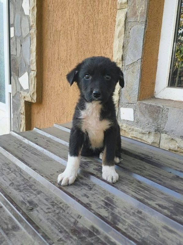 Mirza - Chien à adopter - photo 4