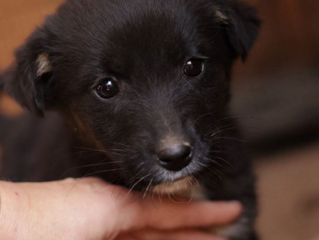 Mirza - Chien à adopter