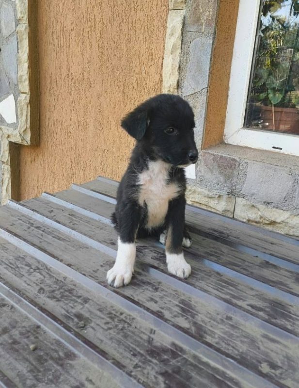 Mirza - Chien à adopter - photo 2