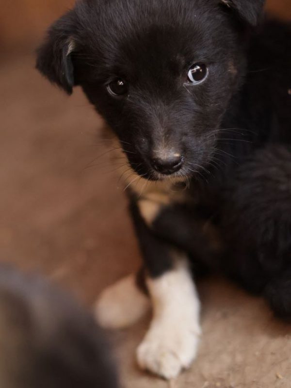 Mirza - Chien à adopter - photo 3