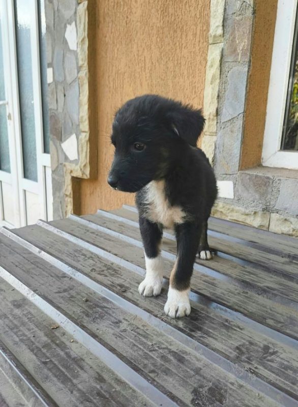 Mirza - Chien à adopter - photo 6
