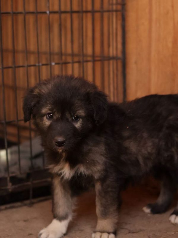 Miyuki - Chien à adopter - photo 4