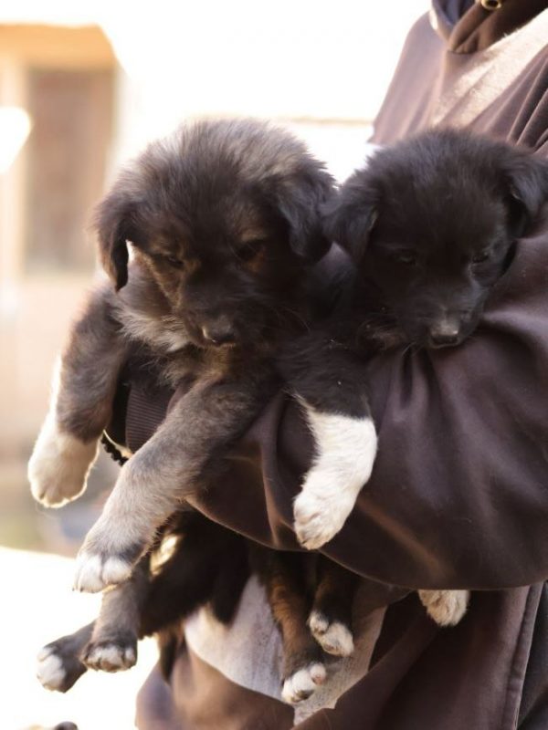 Miyuki - Chien à adopter - photo 3