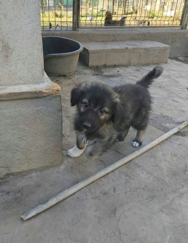 Miyuki - Chien à adopter - photo 5