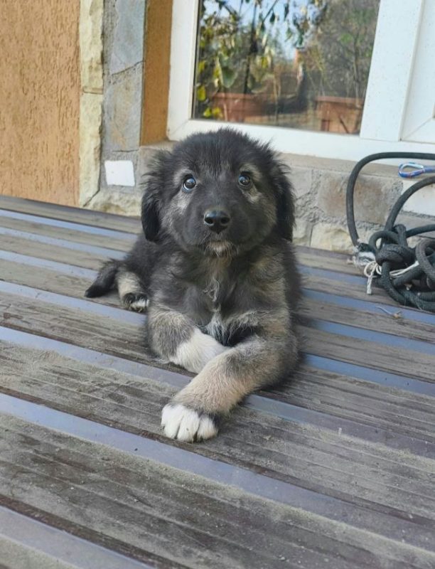 Miyuki - Chien à adopter - photo 6