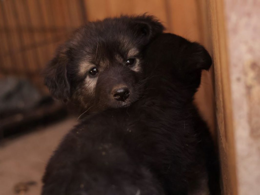 Miyuki - Chien à adopter