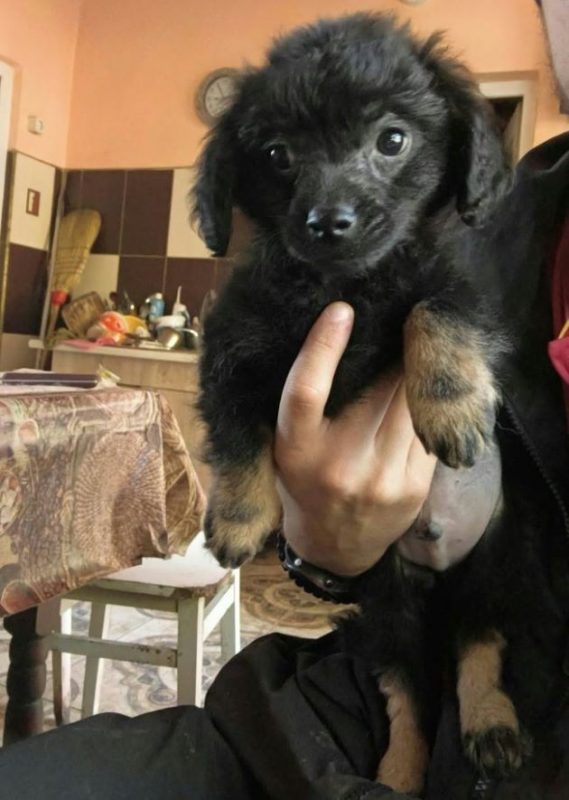 Orson - Chien à adopter