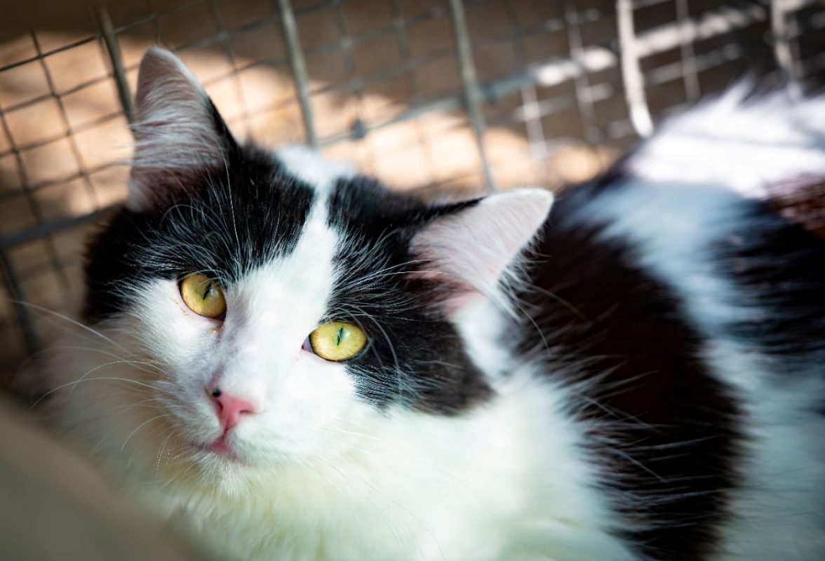 Arash - Chat Européen à adopter