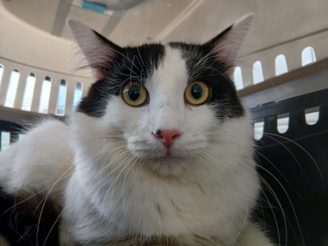 Arash - Chat Européen à adopter - photo 2
