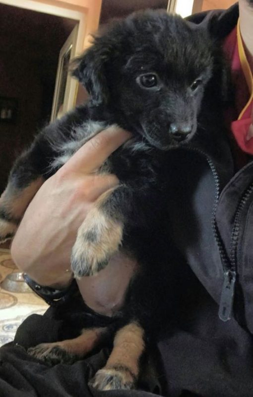 Olia - Chien à adopter
