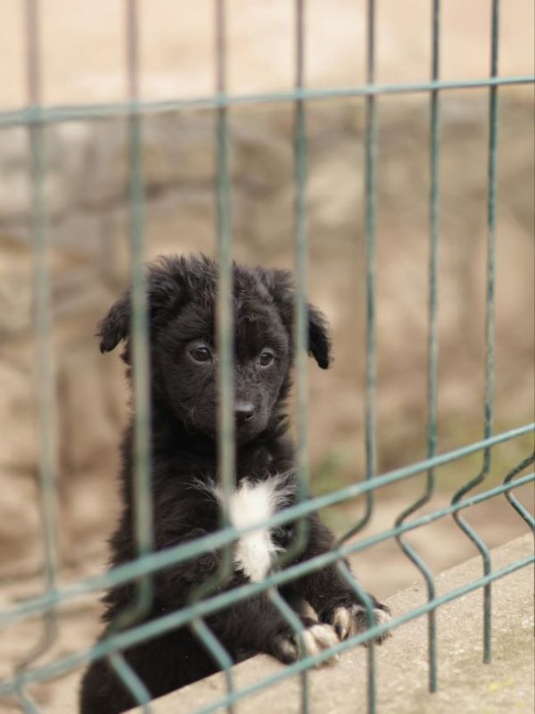 Olive - Chien à adopter