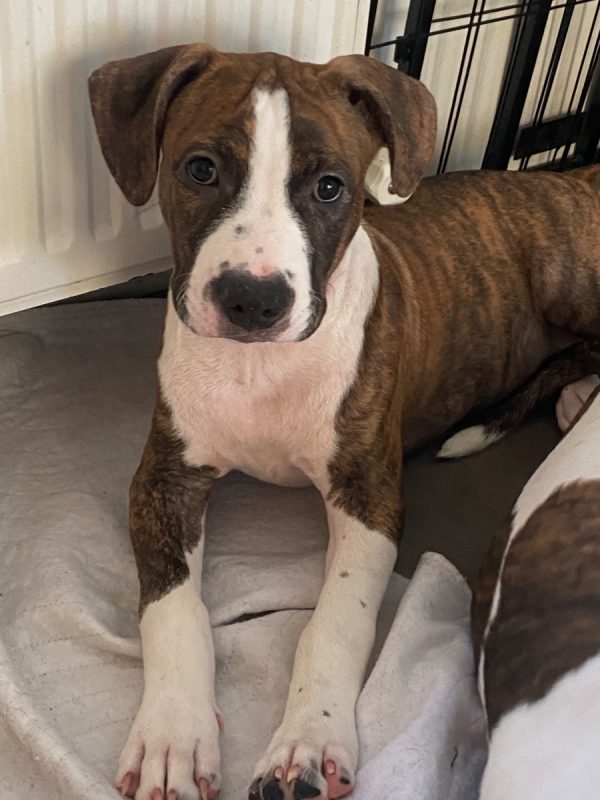Brownie - Chien à adopter