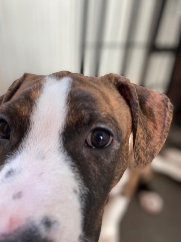 Brownie - Chien à adopter - photo 2