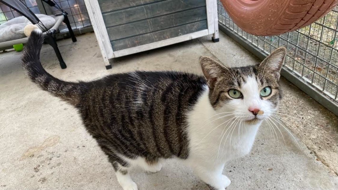 Nala - Chat Européen à adopter
