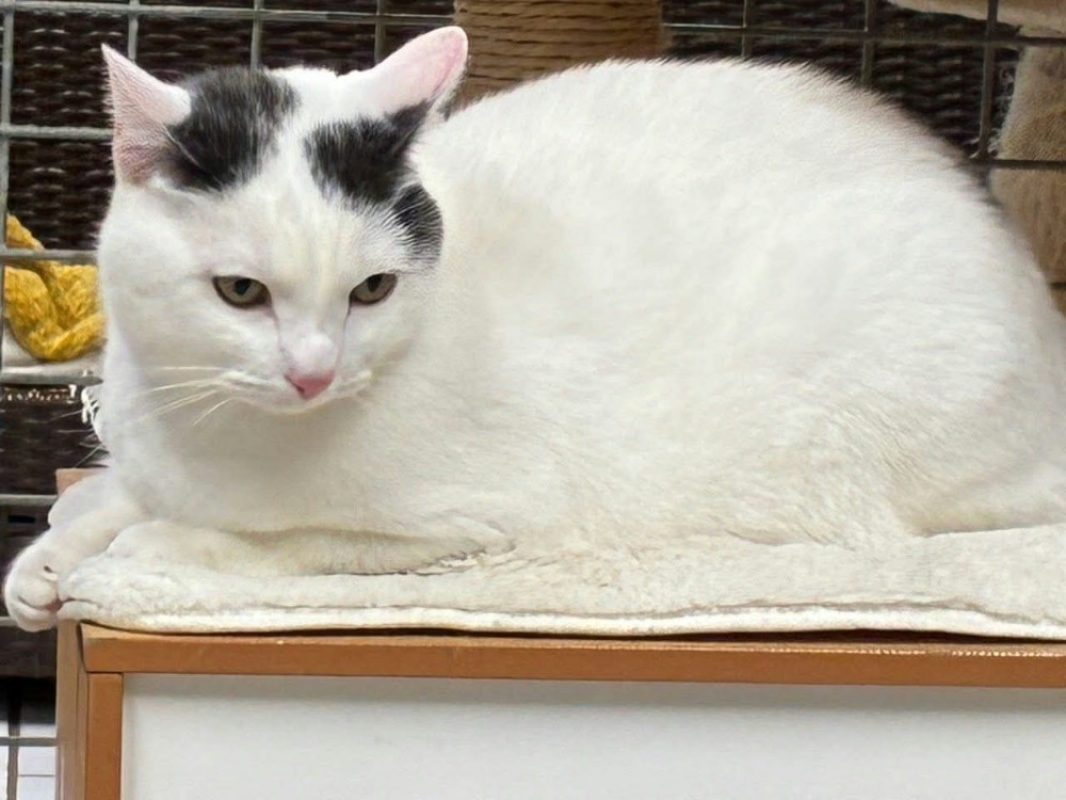 Titi - Chat Européen à adopter