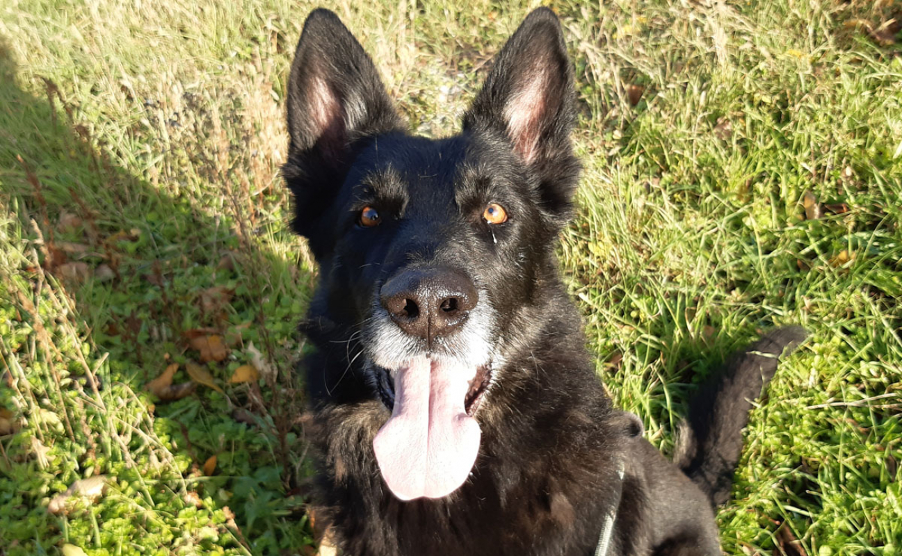 Olly - Chien à adopter