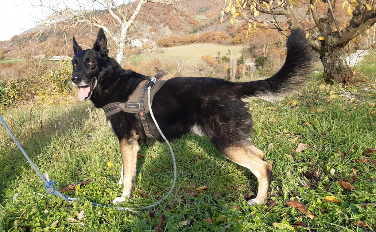 Olly - Chien à adopter - photo 2