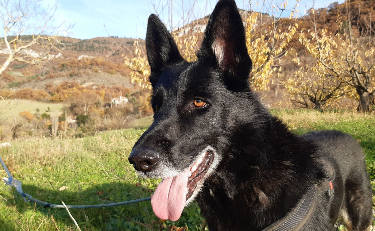 Olly - Chien à adopter - photo 3