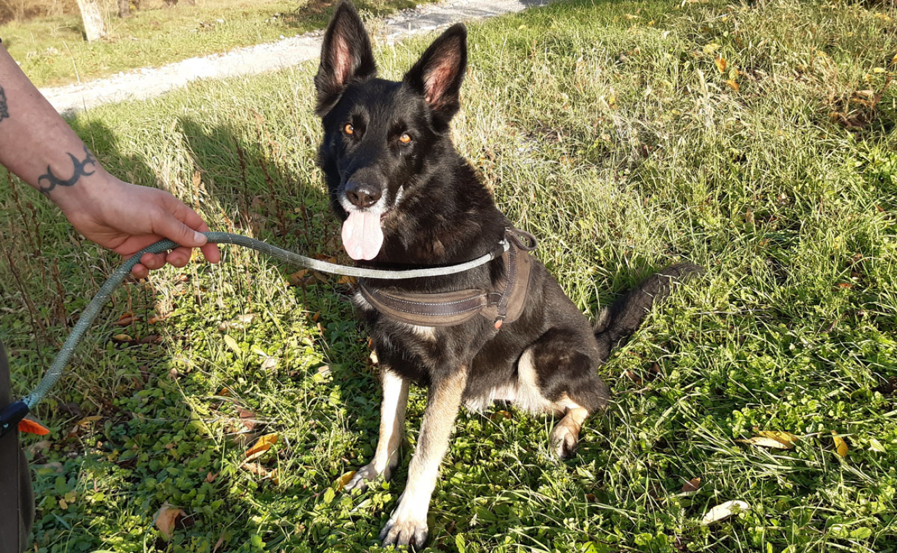 Olly - Chien à adopter - photo 4