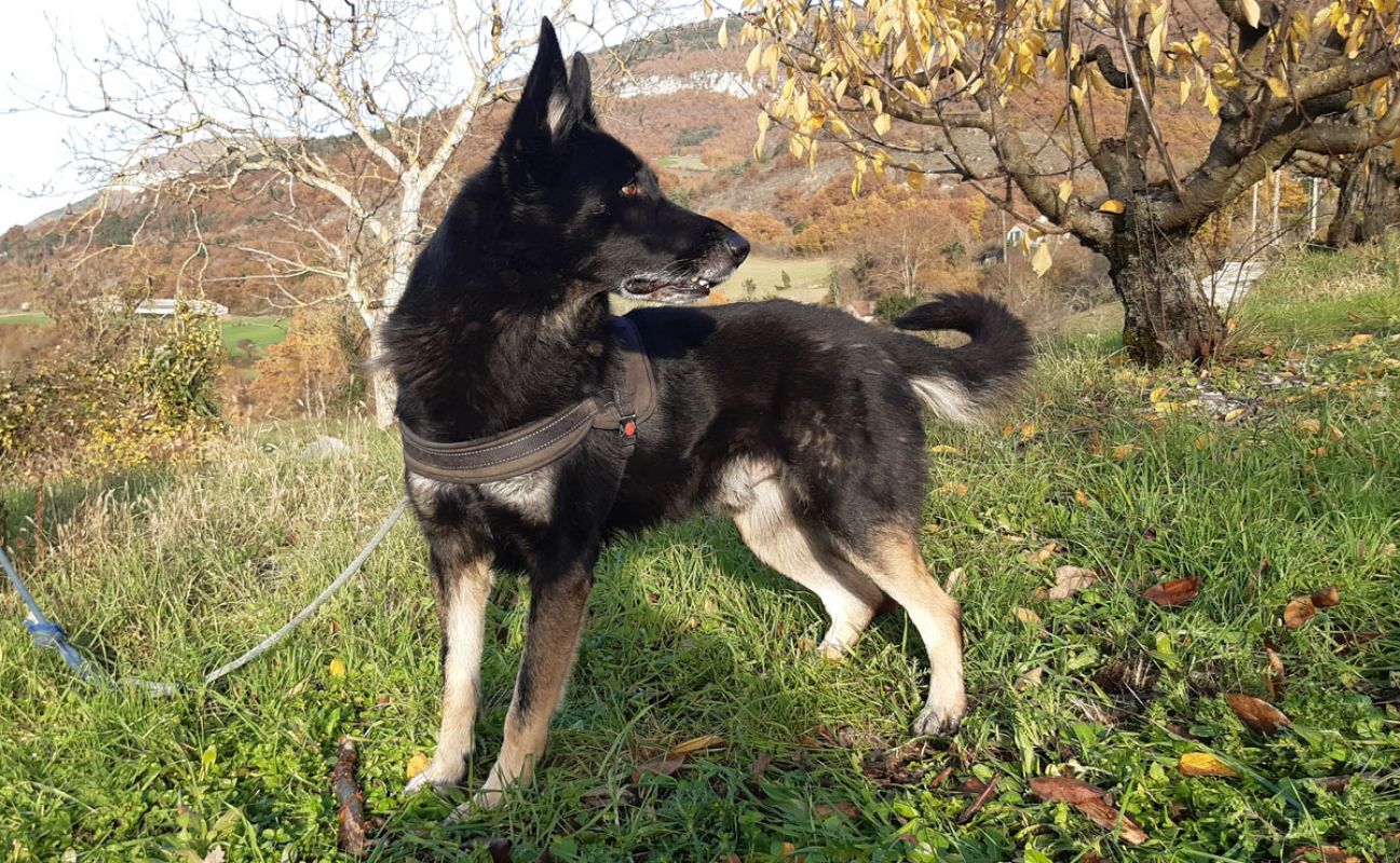 Olly - Chien à adopter - photo 6