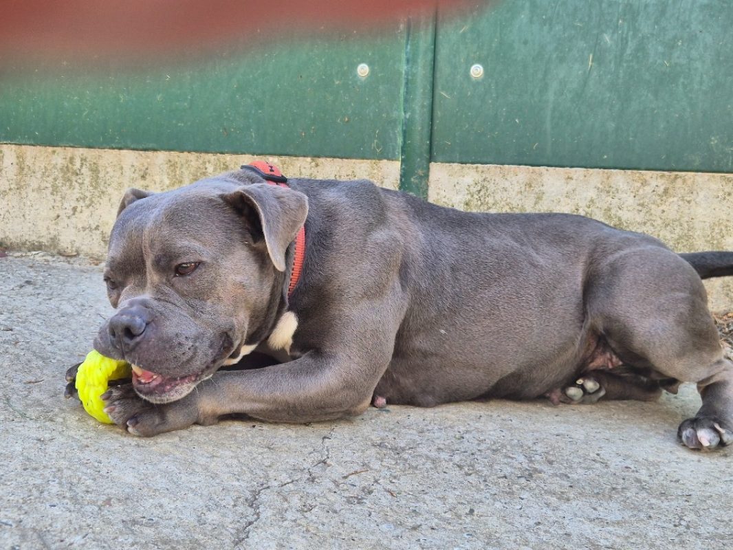 Blue - Chien American Bully à adopter