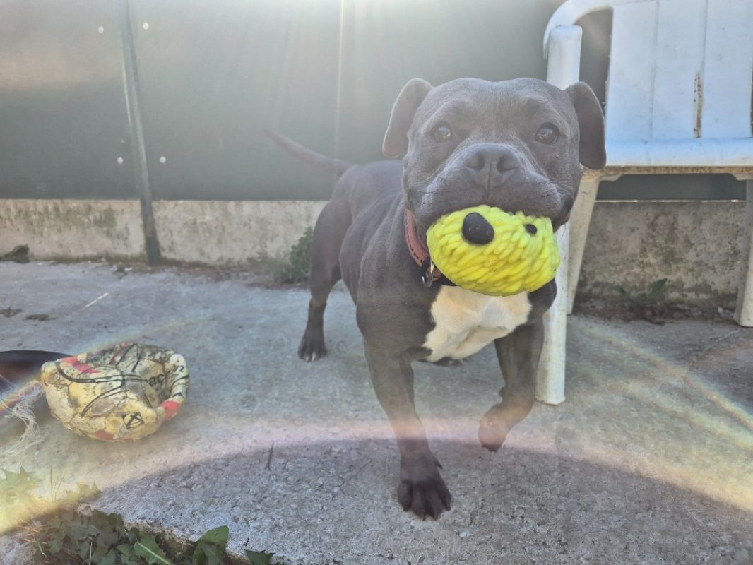 Blue - Chien American Bully à adopter - photo 2
