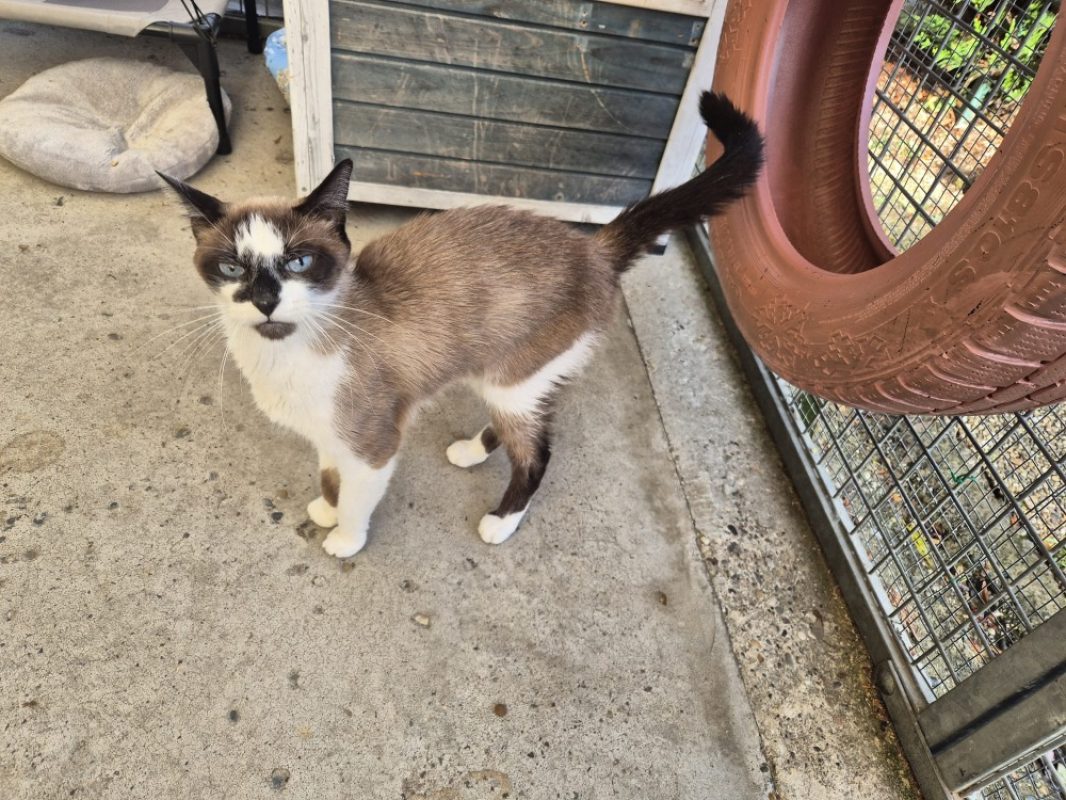 Franco - Chat Européen à adopter