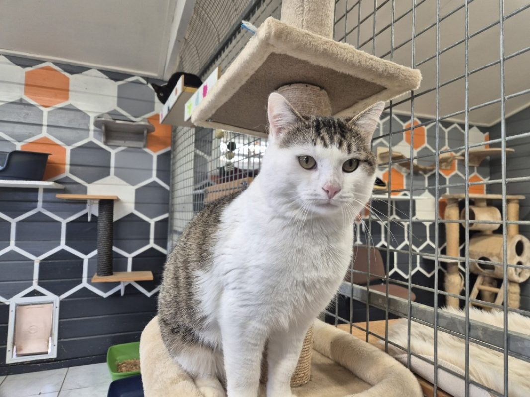 Marceau - Chat Européen à adopter