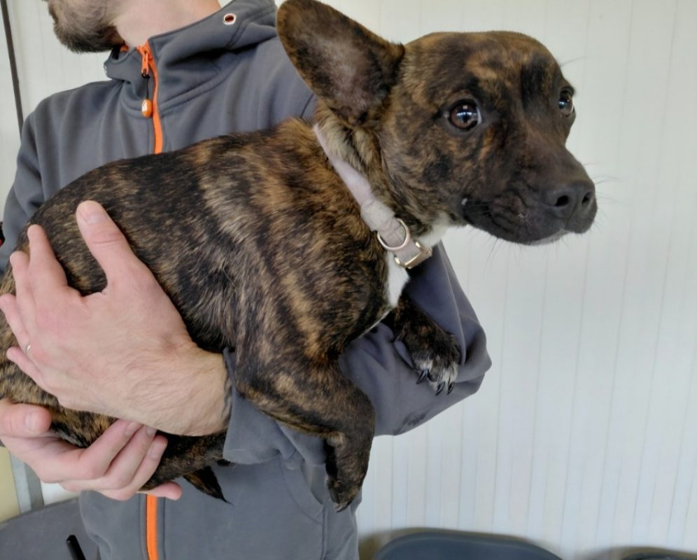 ChloÉ - Chien à adopter