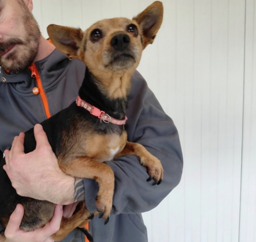 Freya - Chien à adopter
